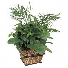 NuDell Medium Green Potted Plant