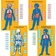 Carson Dellosa Education Human Body Bulletin Board Set