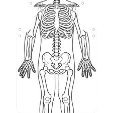 Roylco Skeleton Art Aprons
